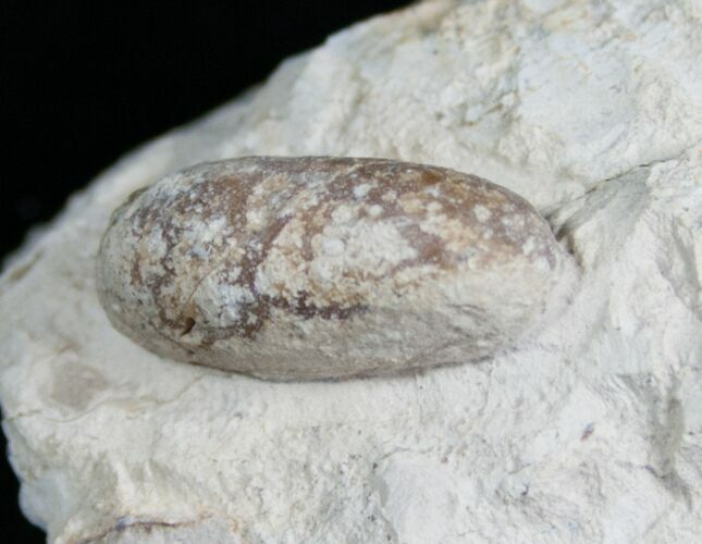 Fossil Snake Egg - Bouxwiller, France #5797